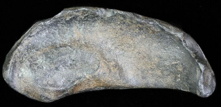 Fossil Whale Ear Bone - Miocene #63534